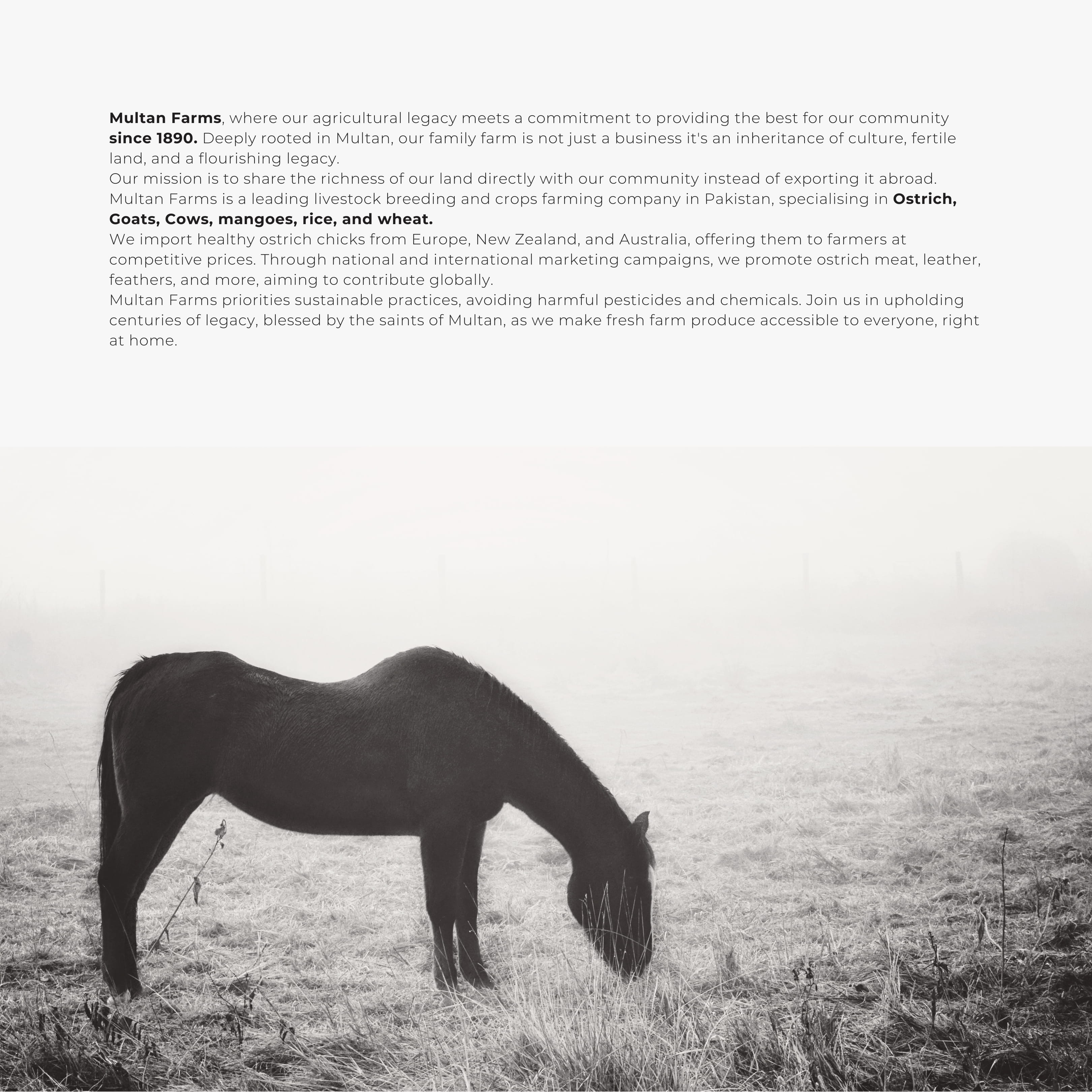 creative agency, agricultural branding, logo design, visual identity, modern branding, brand storytelling, farm brand identity, creative branding agency.