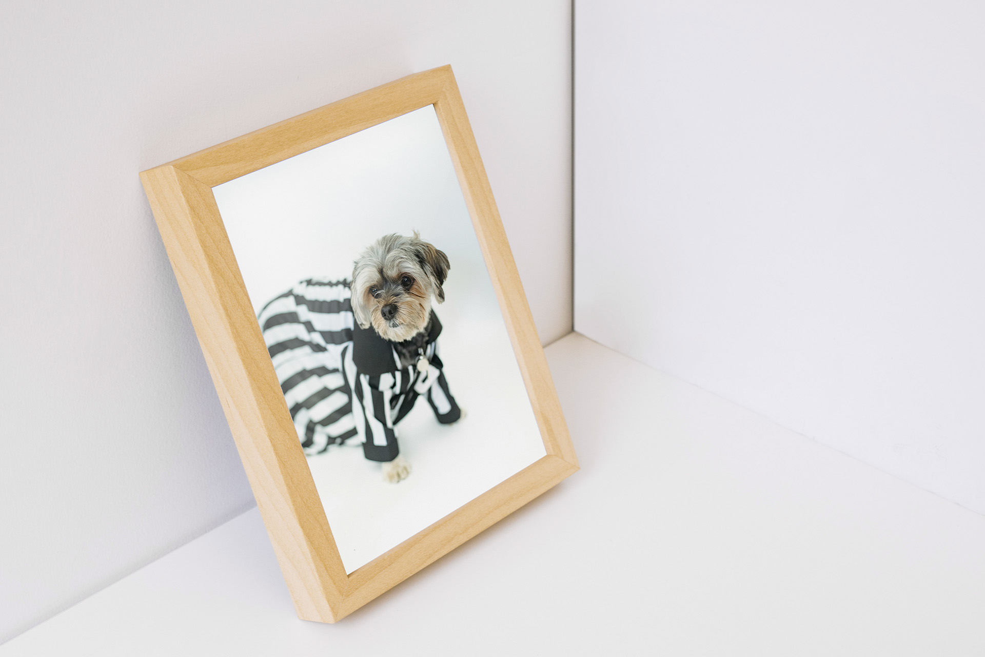 JailPet — image 2