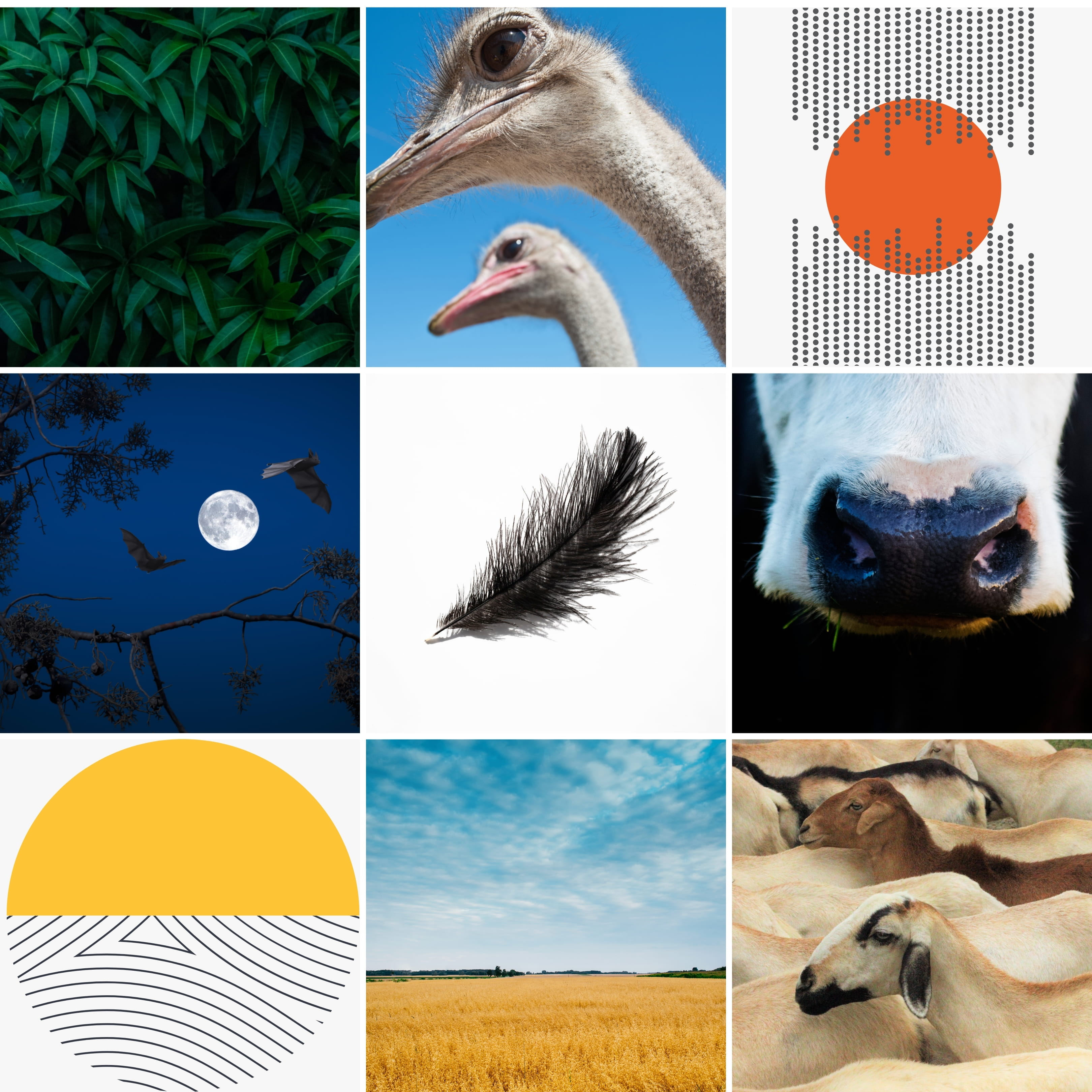 creative agency, agricultural branding, logo design, visual identity, modern branding, brand storytelling, farm brand identity, creative branding agency.