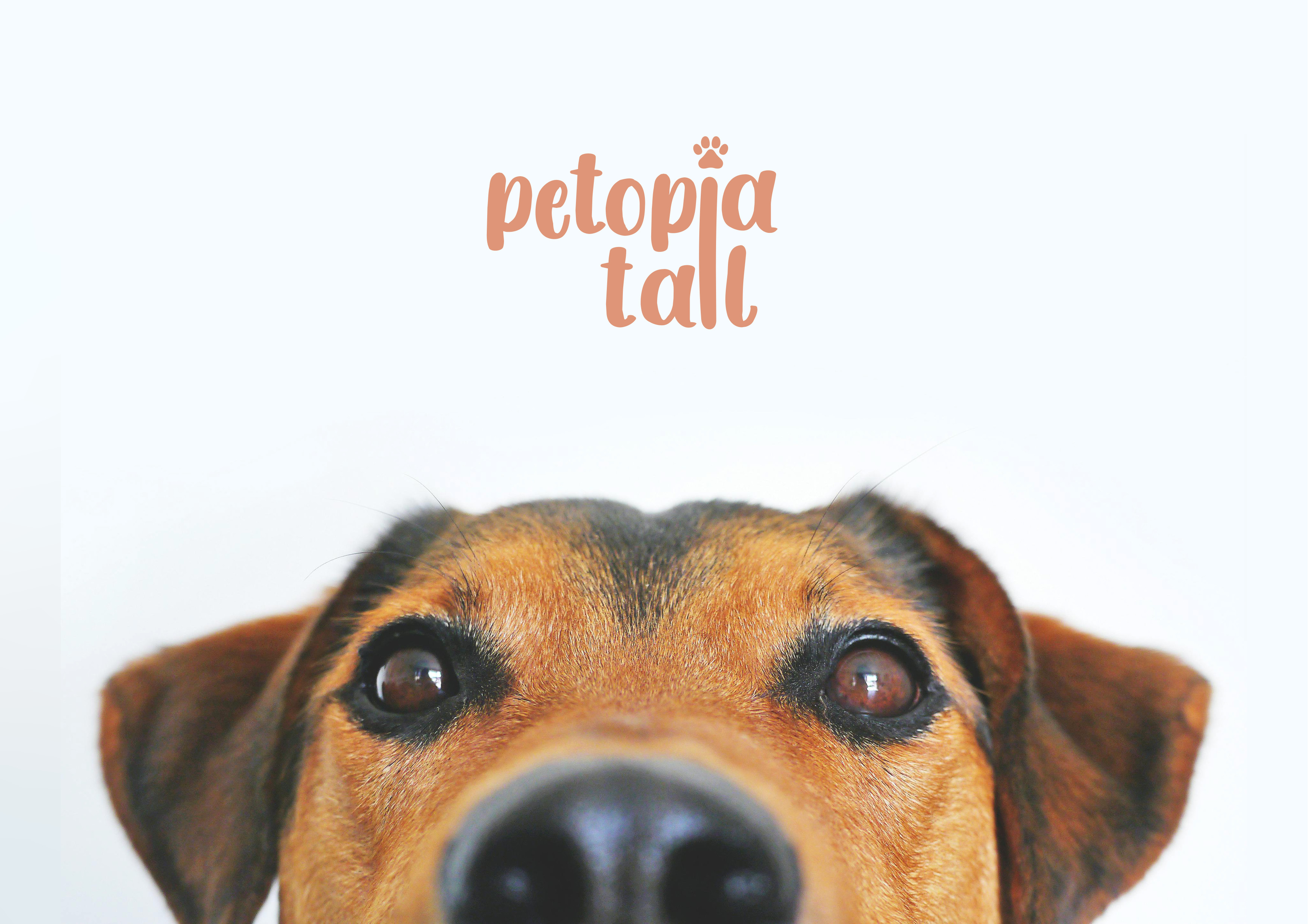 Petopia Tail – Where Pets Meet Style