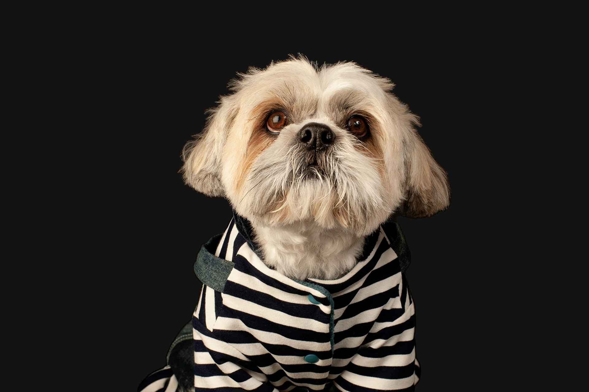 JailPet